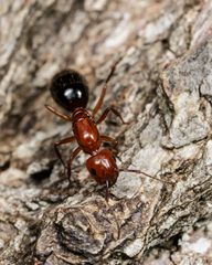 Camponotus discolor