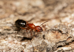 Camponotus discolor