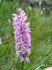 Dactylorhiza fuchsii