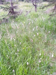 Dactylorhiza fuchsii