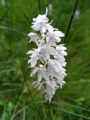 Dactylorhiza fuchsii