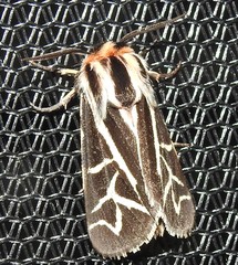 Apantesis williamsii