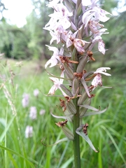Dactylorhiza fuchsii