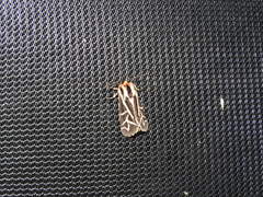 Apantesis williamsii