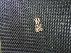 Apantesis williamsii