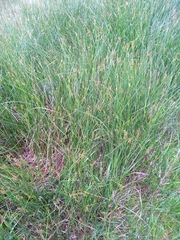 Juncus acutiflorus