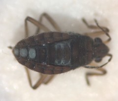 Microvelia fontinalis