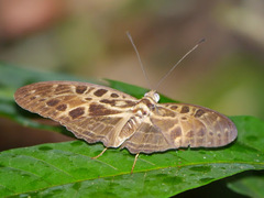 Catuna oberthueri