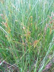 Juncus acutiflorus