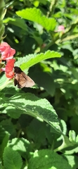 Pellicia