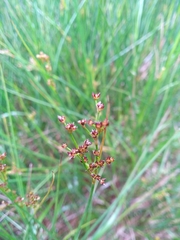 Juncus acutiflorus