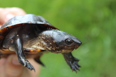 Kinosternon creaseri