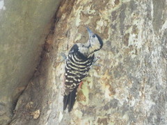 Dendrocopos macei