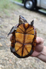 Kinosternon creaseri