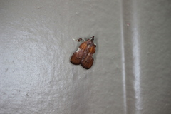 Galasa nigrinodis