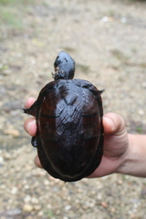 Kinosternon creaseri