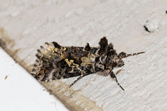 Syngrapha rectangula