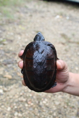 Kinosternon creaseri