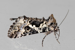 Syngrapha rectangula