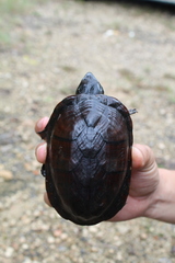 Kinosternon creaseri