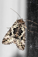 Syngrapha rectangula