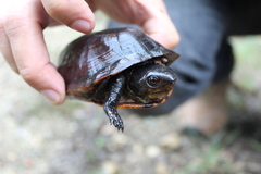 Kinosternon creaseri