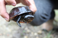 Kinosternon creaseri