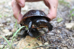 Kinosternon creaseri