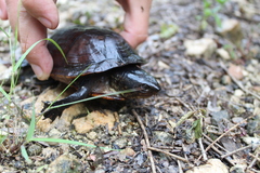 Kinosternon creaseri