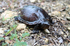 Kinosternon creaseri