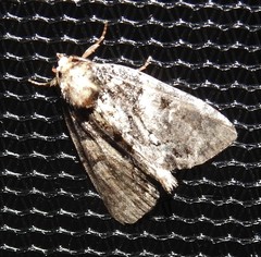 Chytonix