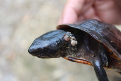 Kinosternon creaseri