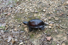 Kinosternon creaseri