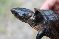 Kinosternon creaseri