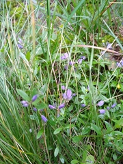 Polygala serpyllifolia
