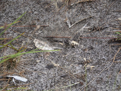 Caprimulgus natalensis