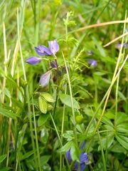 Polygala serpyllifolia