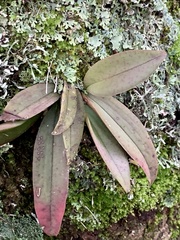 Vandoideae