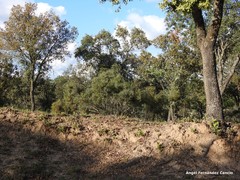 Phillyrea angustifolia