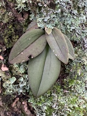 Vandoideae