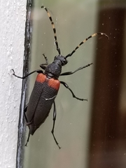 Stictoleptura canadensis