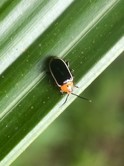 Disonycha dorsata