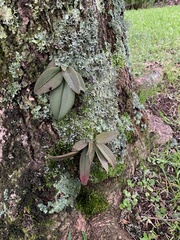 Vandoideae
