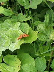 Polygonia c-album