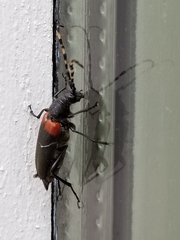 Stictoleptura canadensis