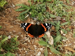 Vanessa atalanta