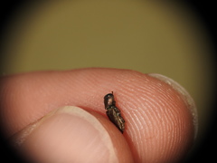 Anthaxia umbellatarum