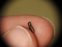 Anthaxia umbellatarum