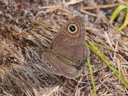 Impure Ringlet