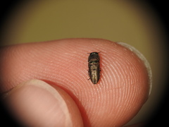 Anthaxia umbellatarum